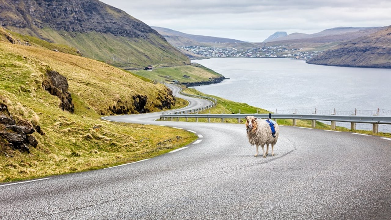 Video: Google recruits sheep to map out the Faroe Islands in the North Atlantic
