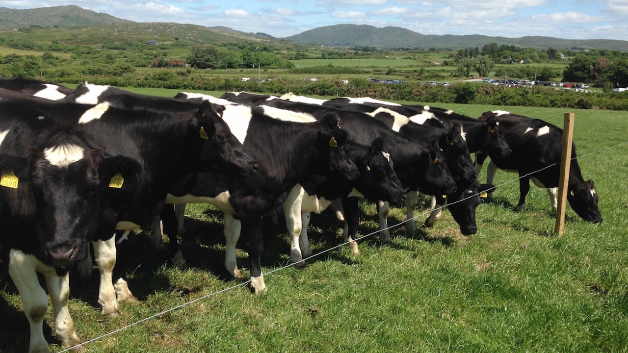 Proposed Dutch dairy cull could help to maintain EU milk prices