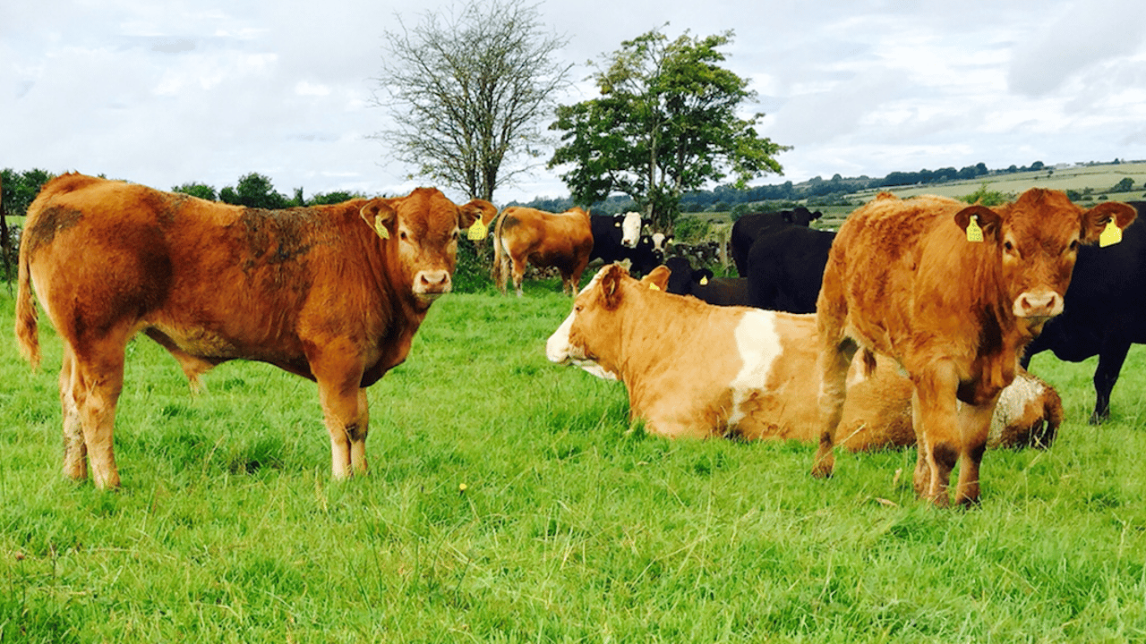 North’s incentivisation scheme for the removal of BVD-infected calves to close