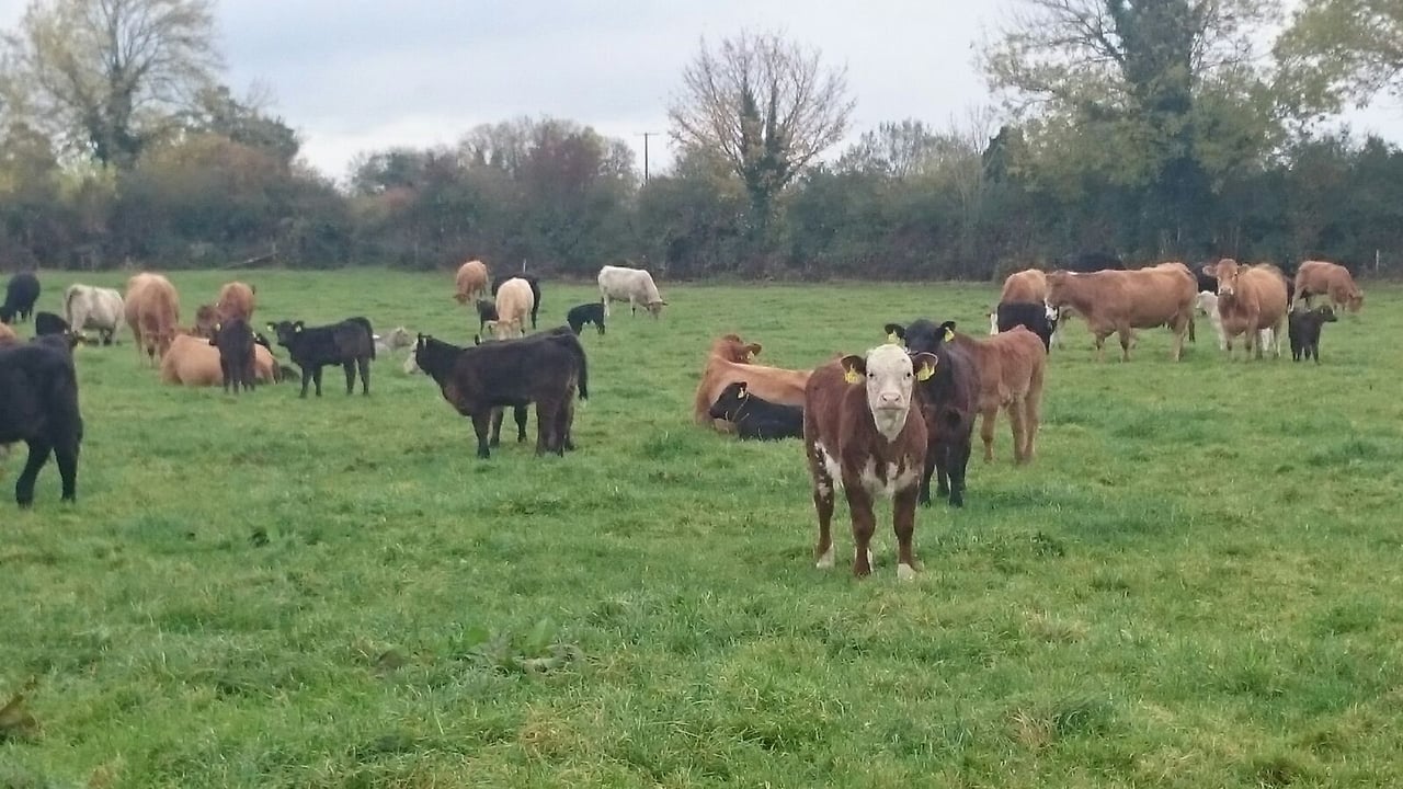 Pics: Matching conventional performance on a suckler-to-beef organic farm