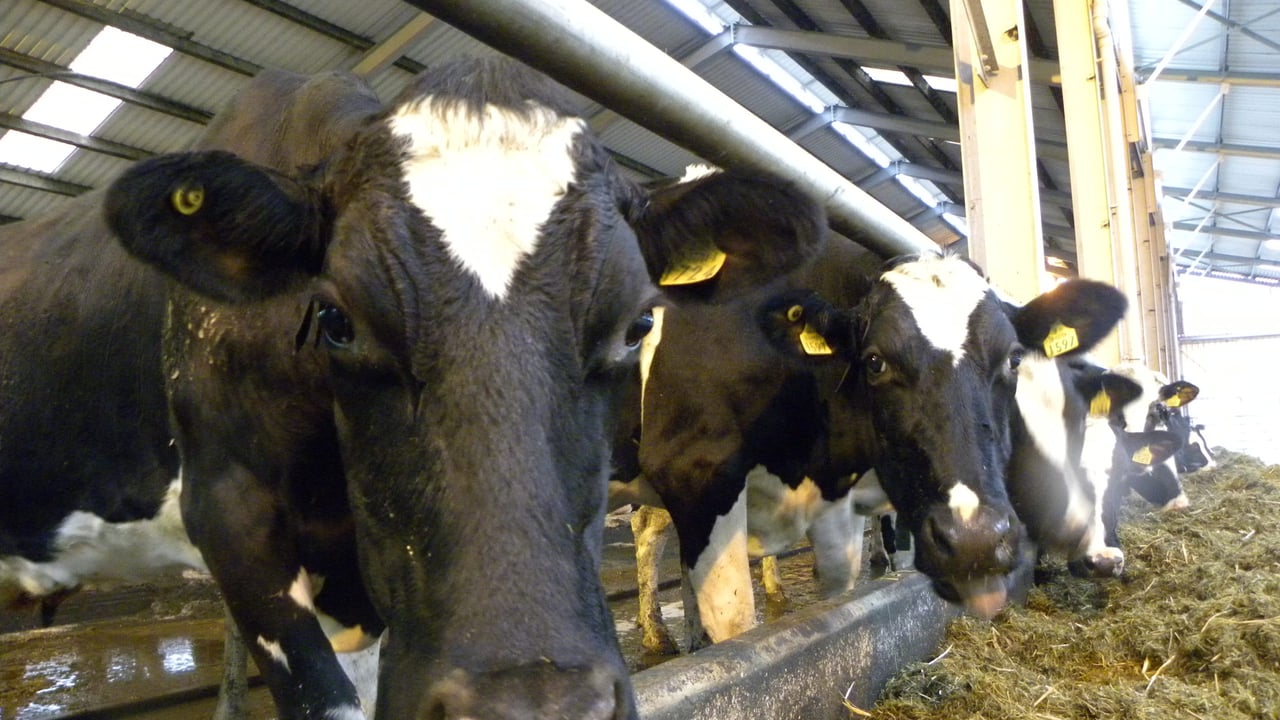 How the Dutch plan to reduce cow numbers to meet phosphate limits