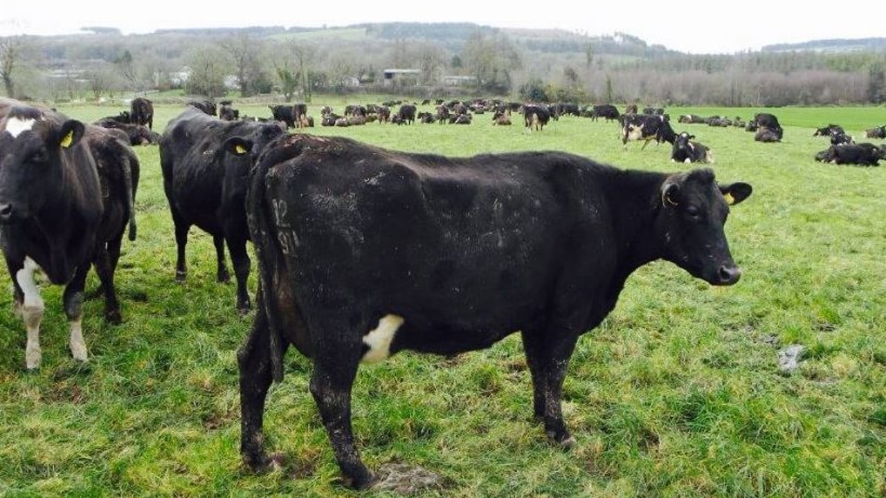 ‘Dairy farmers should check out their cows’ anatomy’