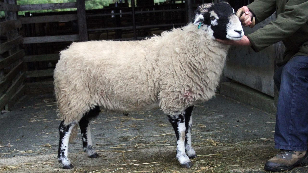 Swaledale ram sells for over €100,000 at annual sale