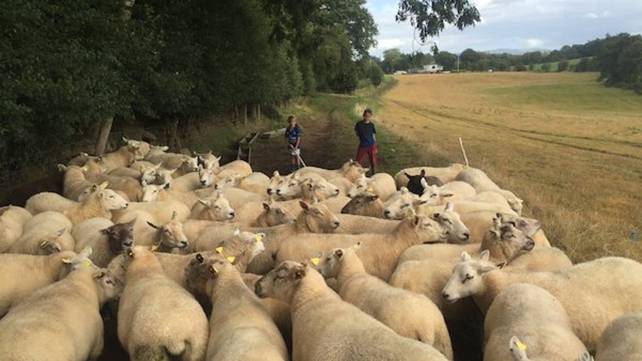 ‘Highly prolific flock’ of 200 ewes to be sold in dispersal sale