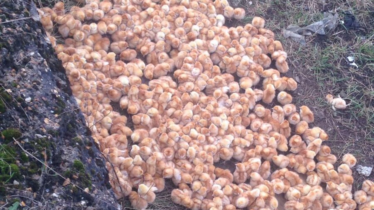Video: 1,000 abandoned chicks ‘put to sleep’ in the UK due to bird flu risk