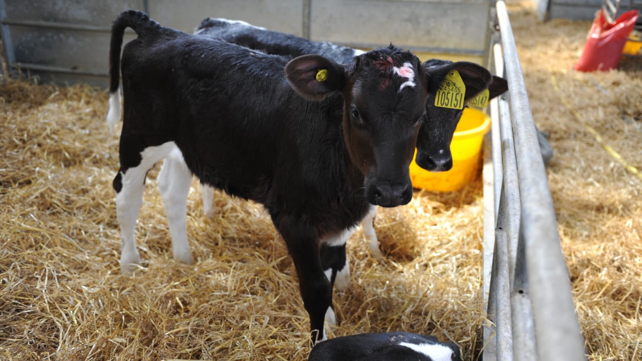 Calf housing critical for best performance of dairy herd