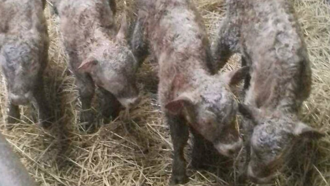 Farmer left dumbfounded after birth of quadruplet heifer calves