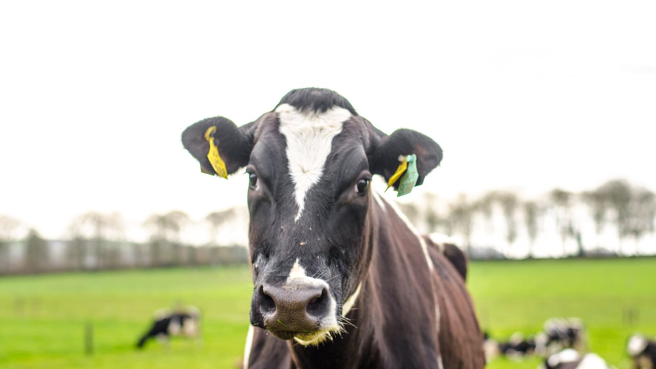Grass advice: How to balance intake, utilisation and soil damage