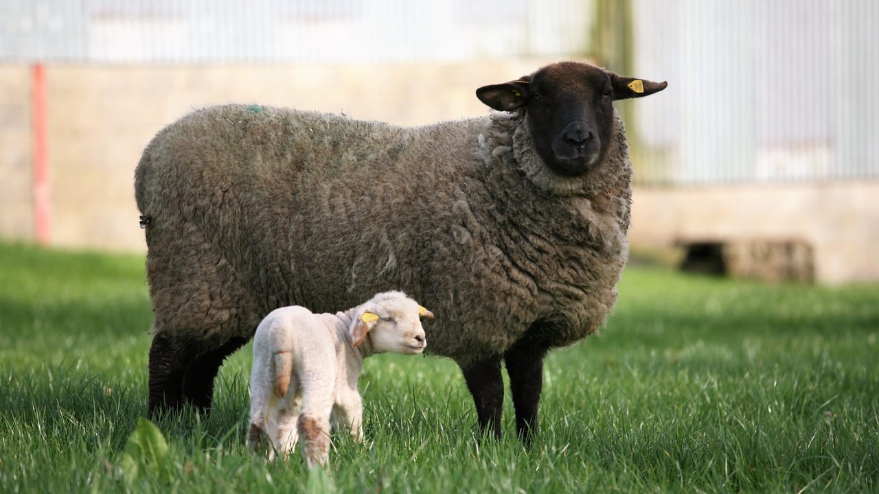 14 Schmallenberg cases suspected in Northern Ireland so far this year