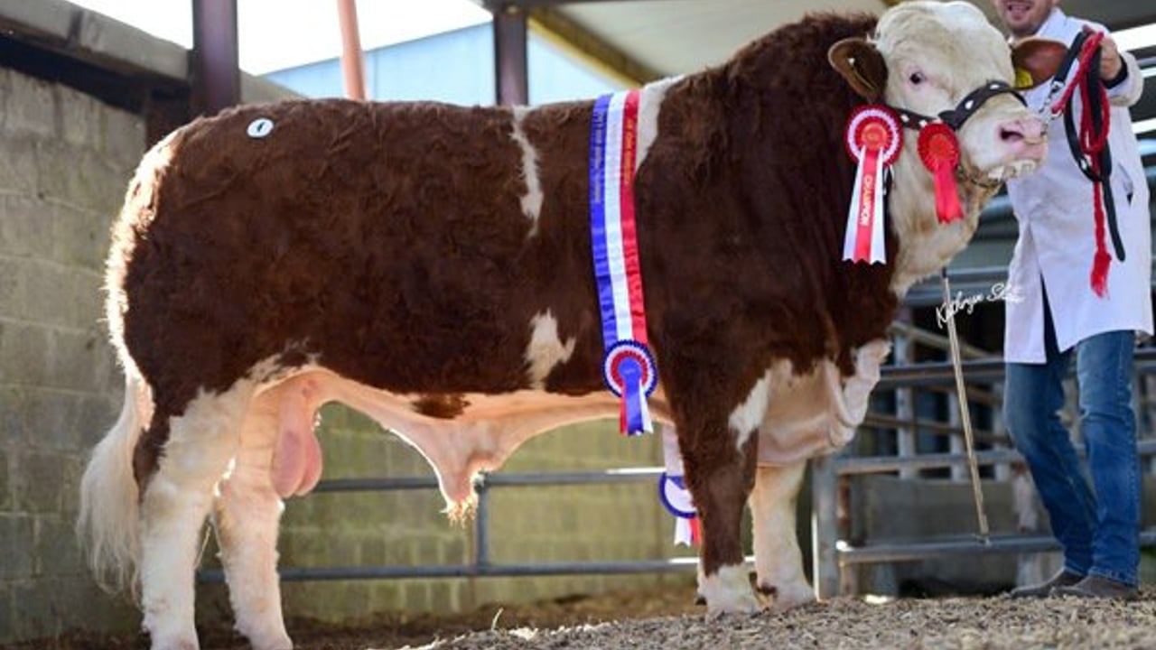 ‘Go Go Dancer’ fetches €8,700 at Simmental Premier Sale