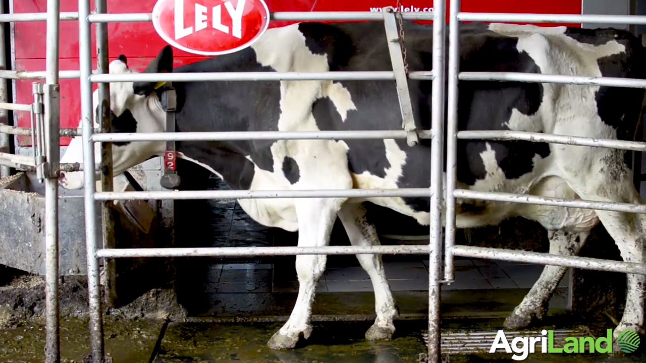 Video: Broughshane herd to feature at Lely’s Balmoral robotic milking demo
