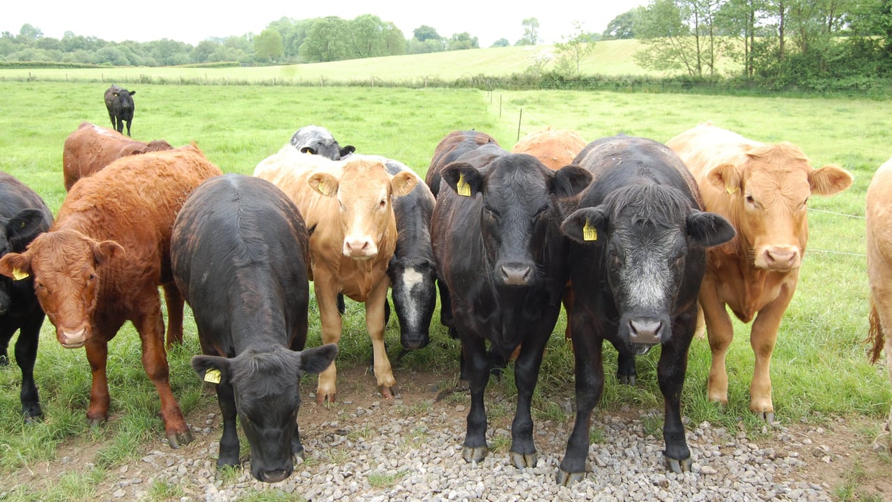 Vets welcome Northern Ireland’s ‘negligible risk’ status