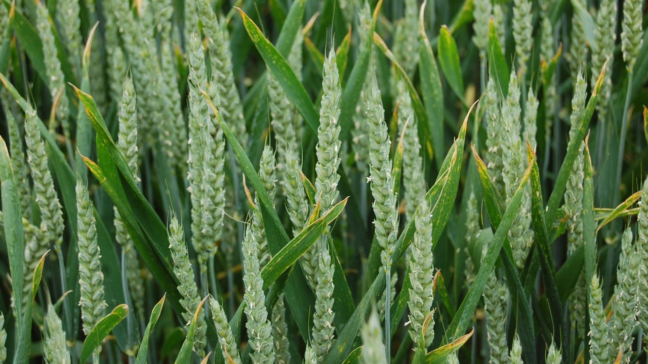 Improving our genetic knowledge of wheat is not a drag