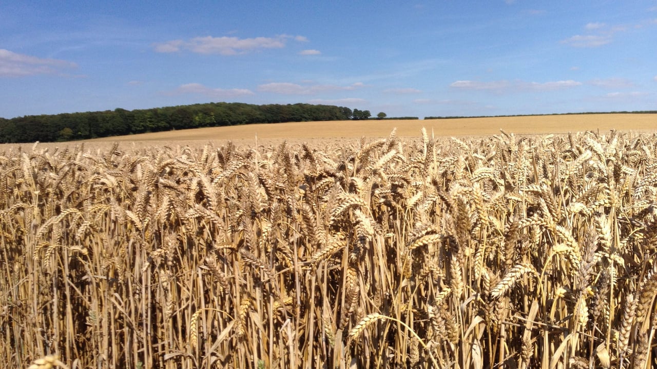 Glyphosate ban ‘would squeeze UK wheat output by 20%’
