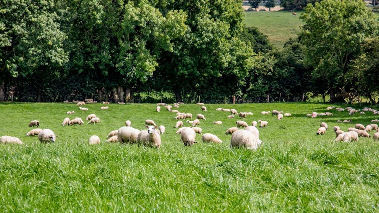 UK think tank calls for farm subsidies to be axed after Brexit