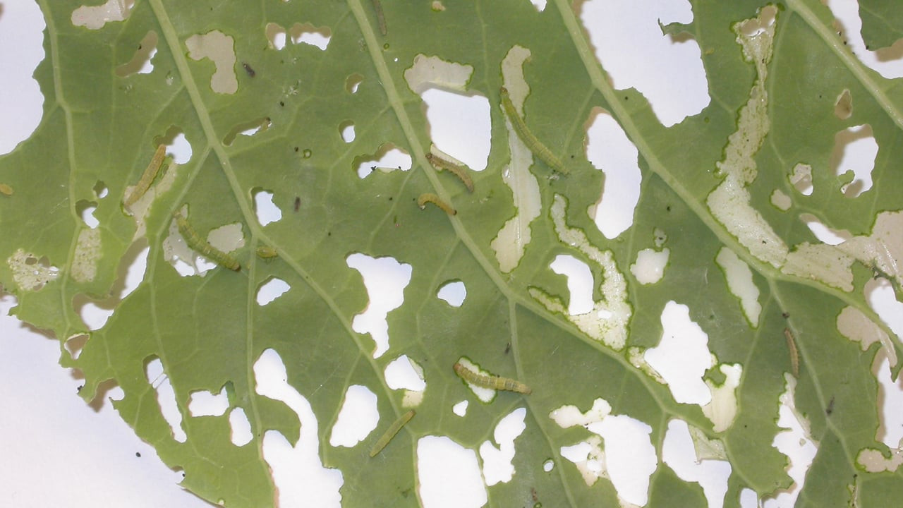 ‘Super pest’ moth now capable of surviving British and Irish winter