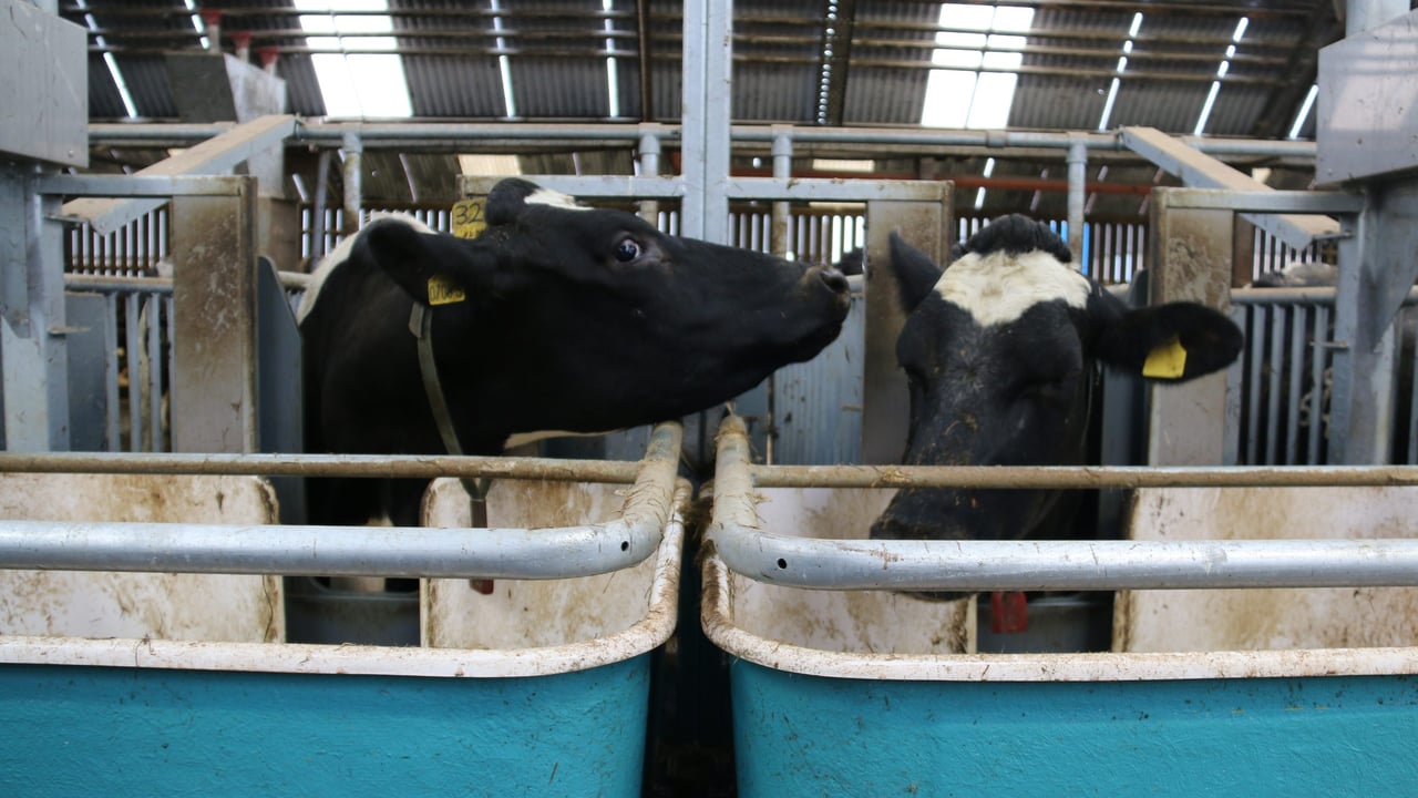 World Dairy Summit: The Co. Down herd in the top 1% of £PLI rankings