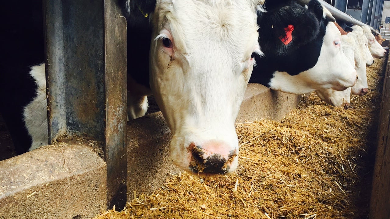 Beef nutrition guidelines to undergo major overhaul