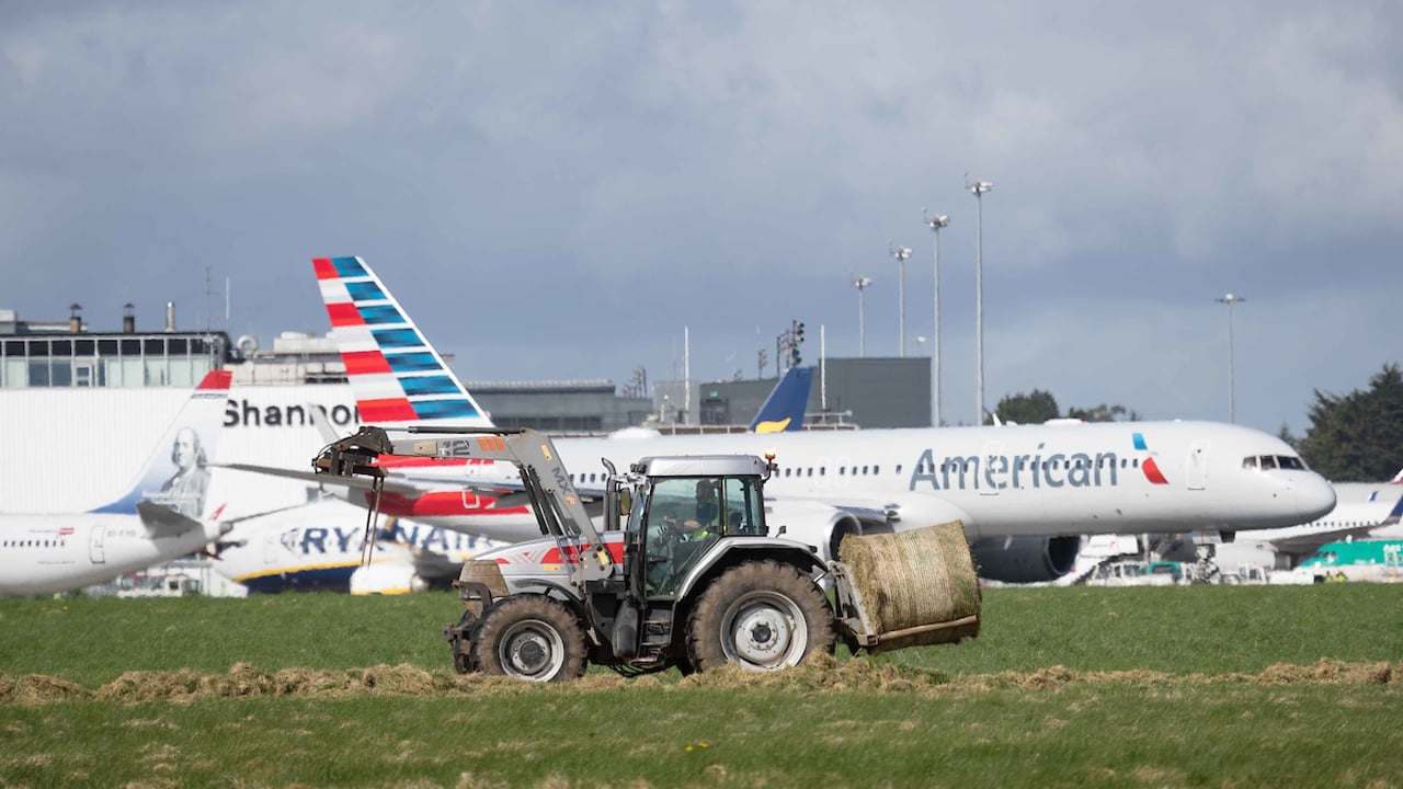 Video: Harvesting of up to 1,000 bales of silage takes place in Shannon Airport