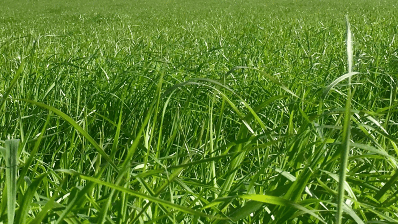 Germinal sells Morton’s brand