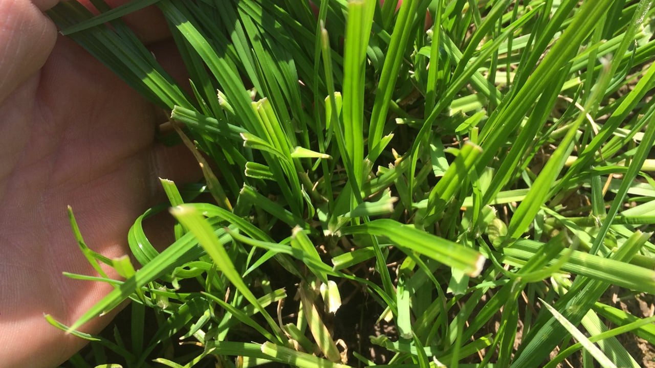 How to make best use of grass when zero-grazing