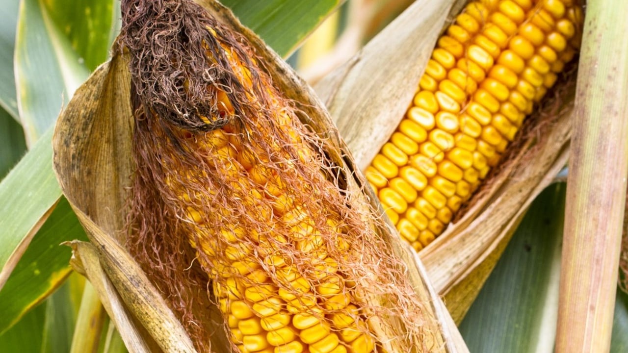Recent cold spell delays maize planting across the UK