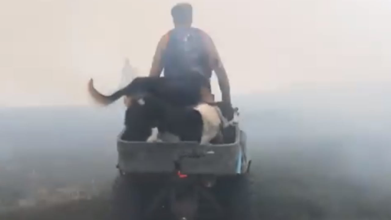 Video: Farmers race to save sheep from searing flames