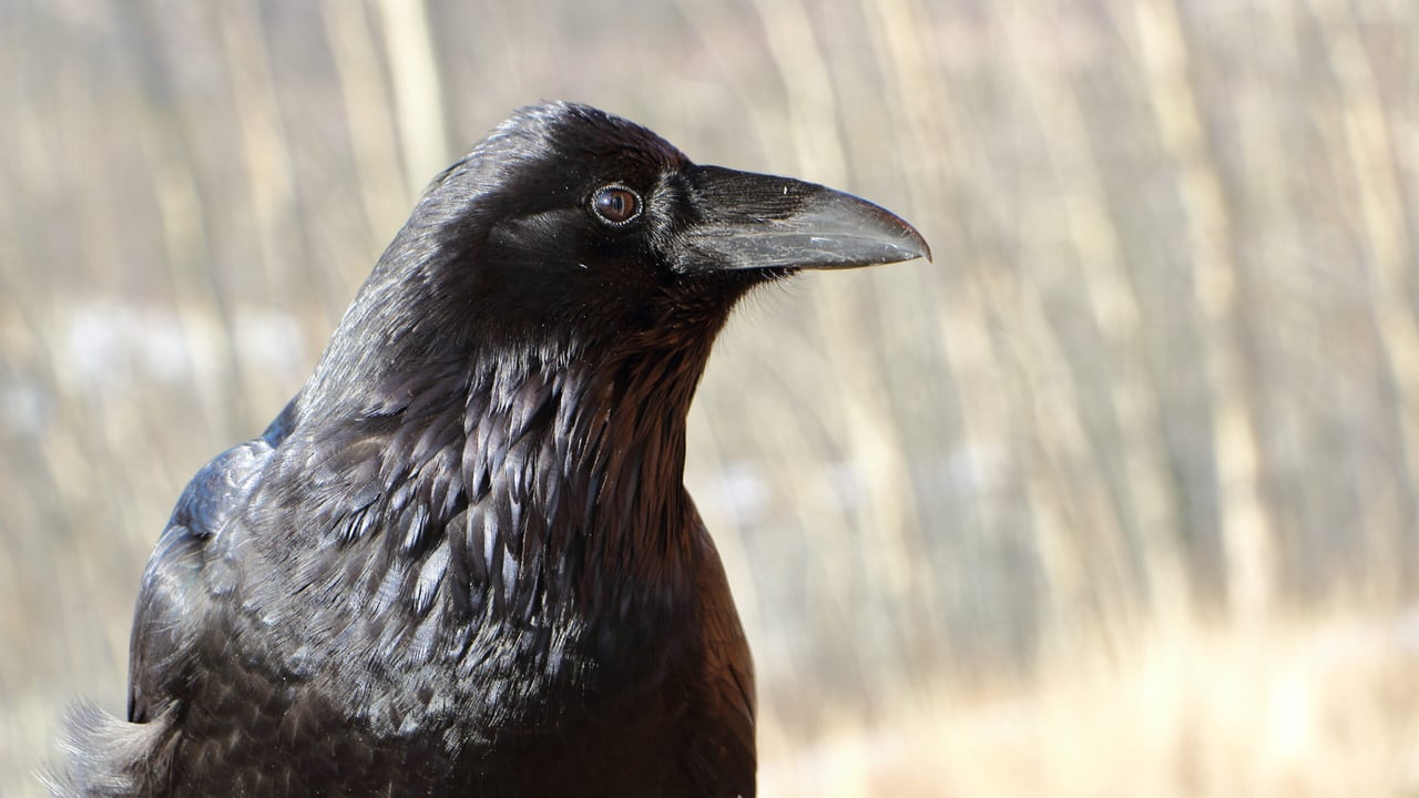 National Sheep Association outlines raven cull options