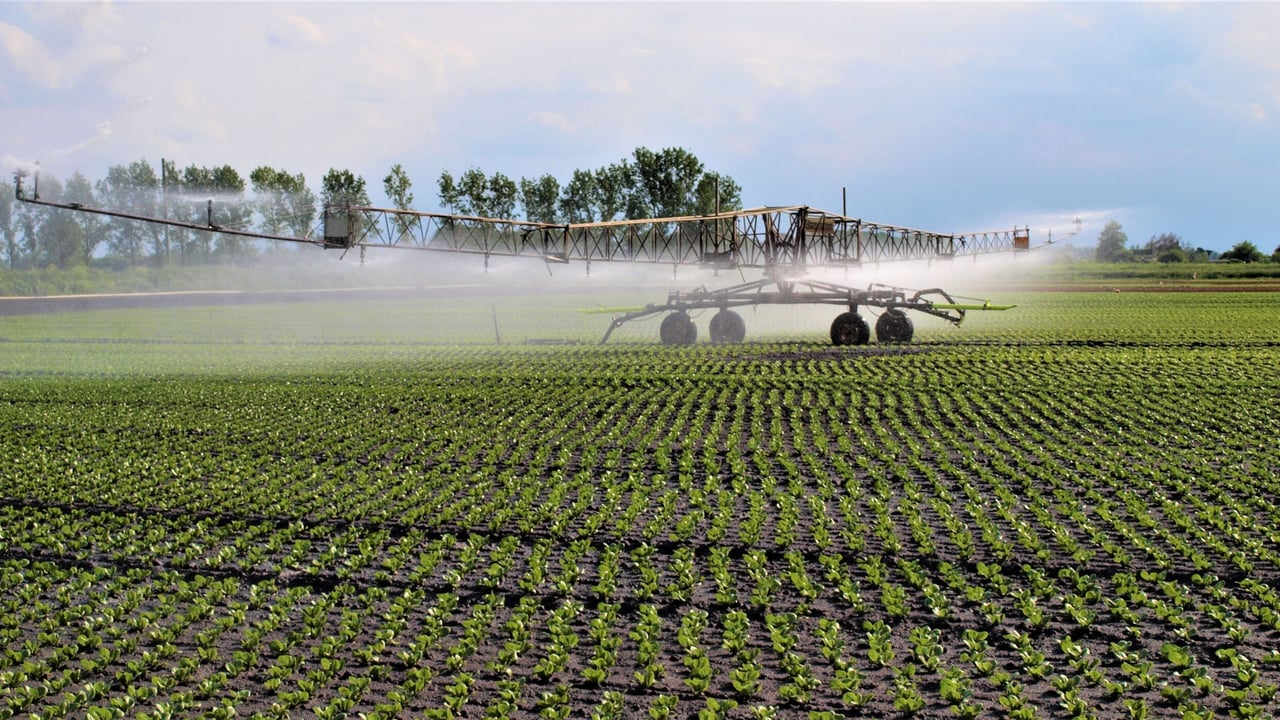 Scorching summer sunshine makes lettuce too hot to handle