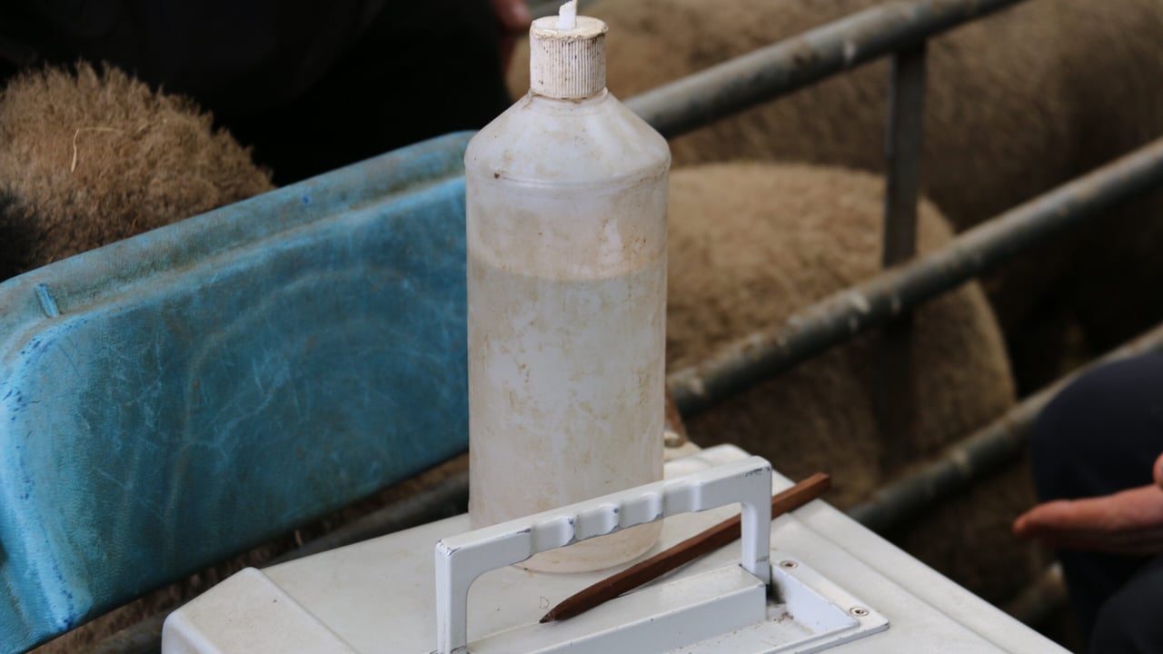New sheep guides to focus on top ram traits 