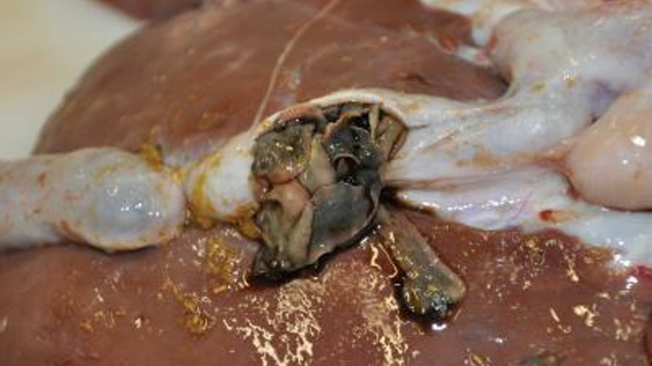 Rise in liver fluke infections spotted in UK cattle and sheep carcasses