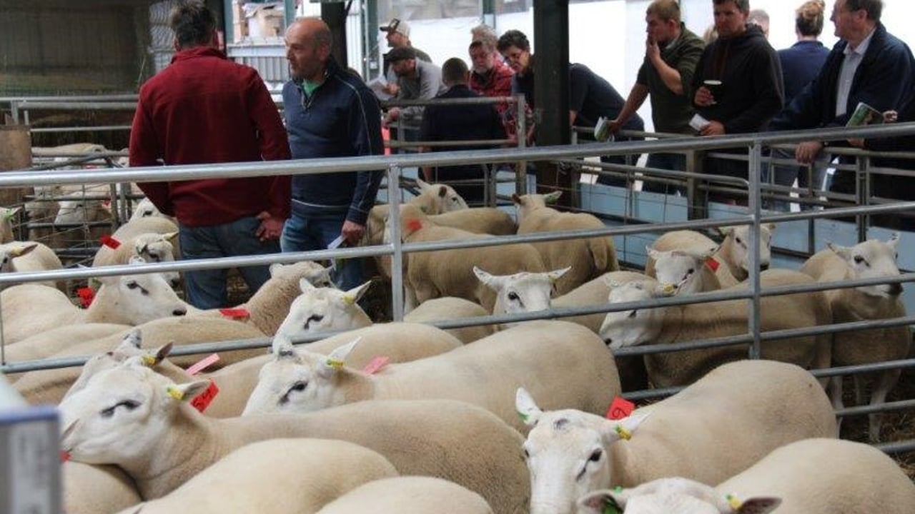 New record price achieved at Bank Farm Lleyn on-farm ram sale