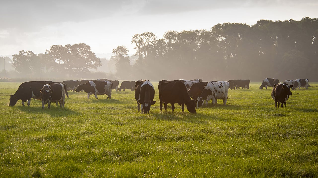 Post-drought grass patience could pay longer term dividends