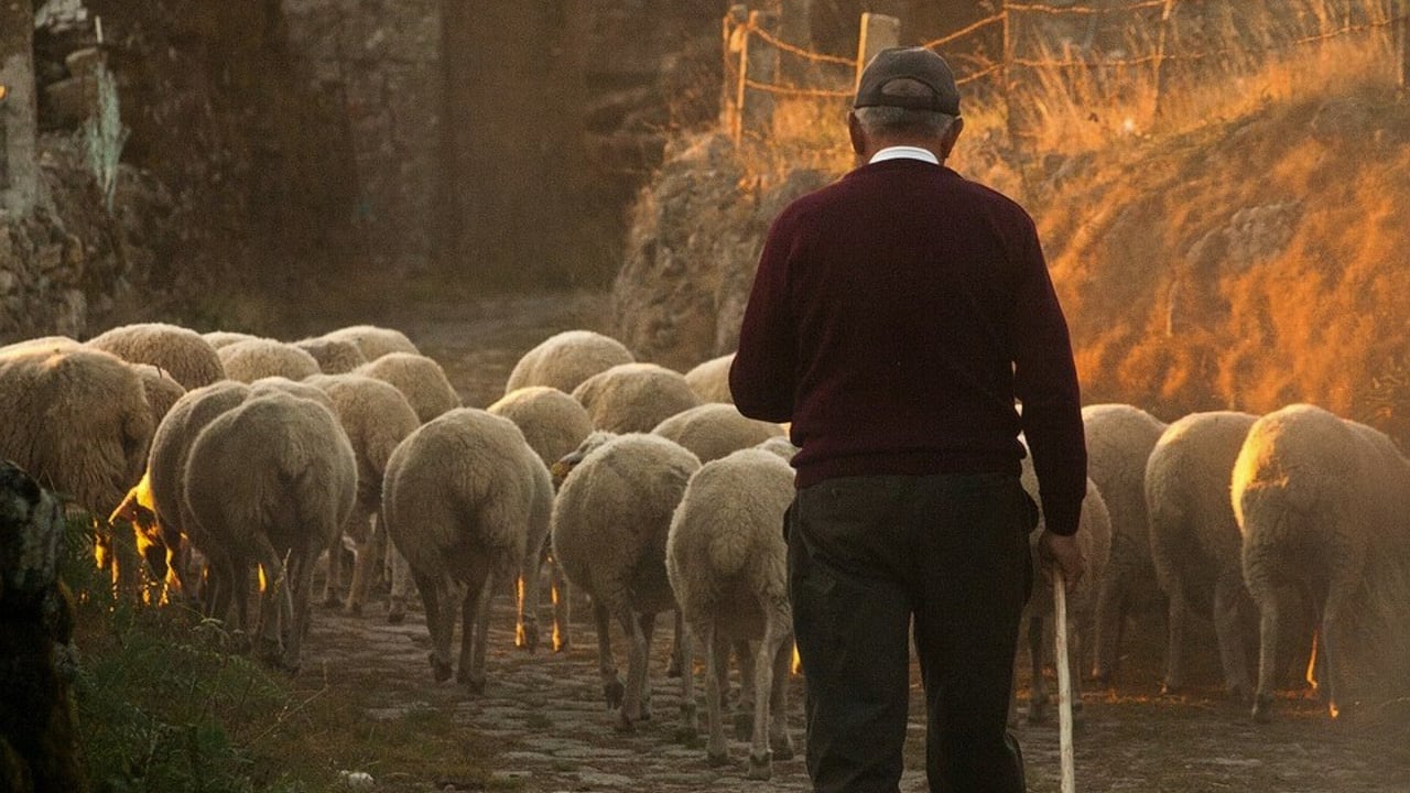 Tenant Farmers Association to back delinked payments