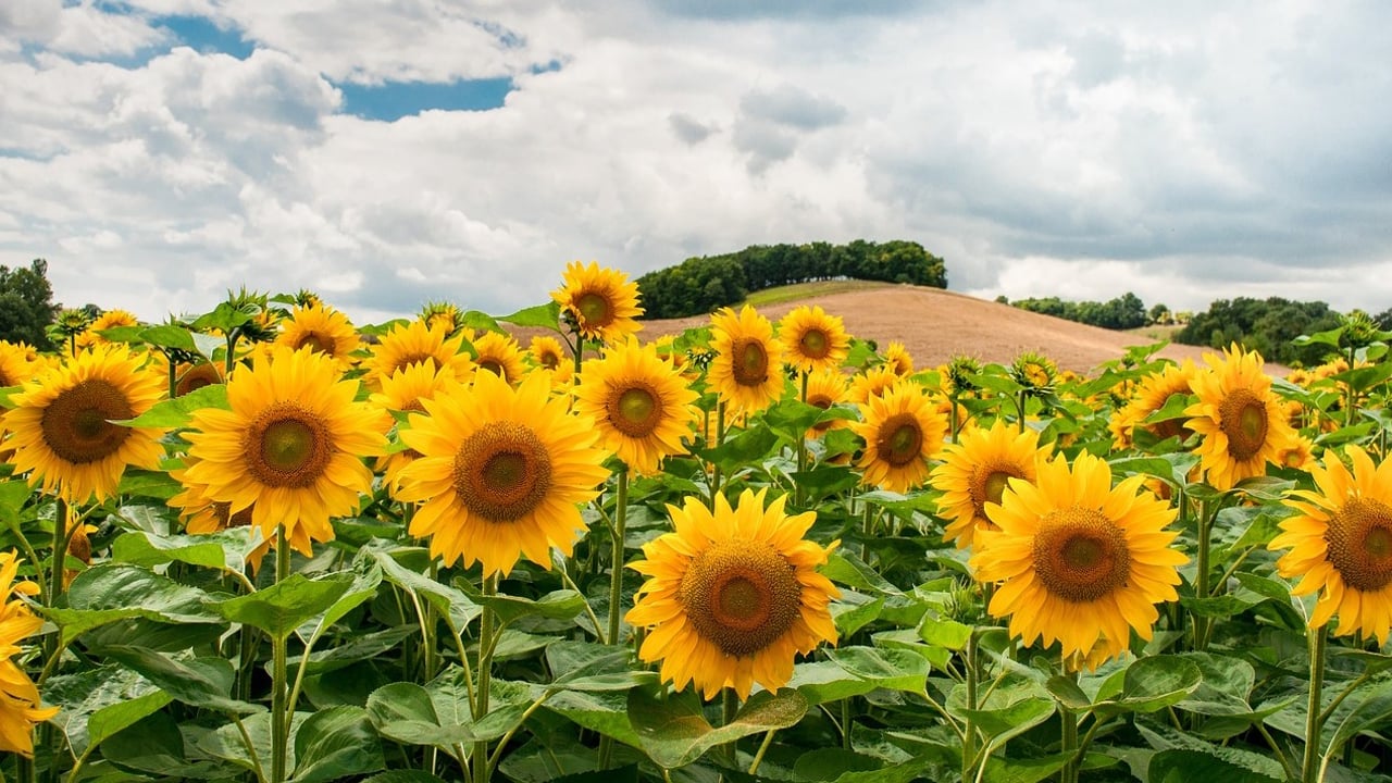 Wild Wales Seeds celebrates its first anniversary following successful lockdown launch