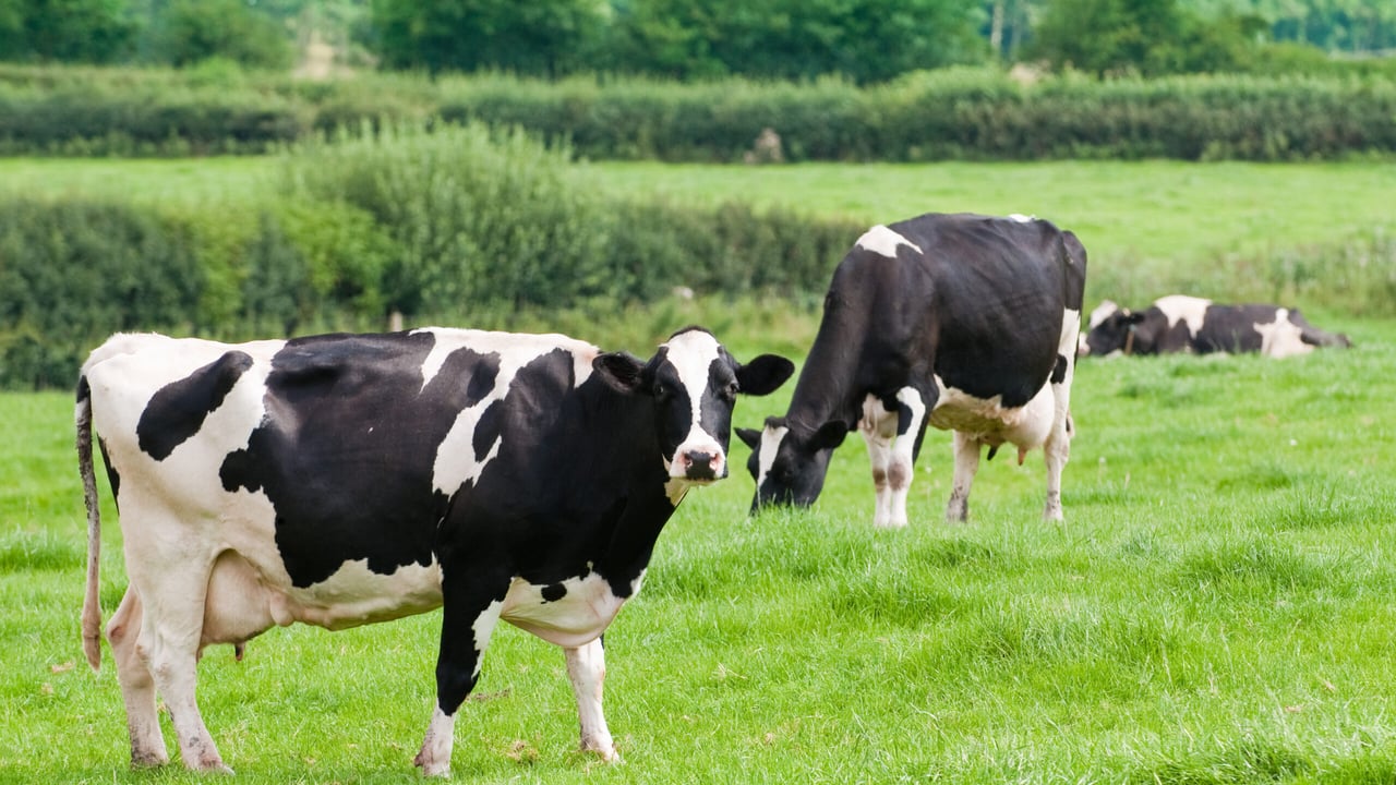 80% of cow health problems linked to dry cow management