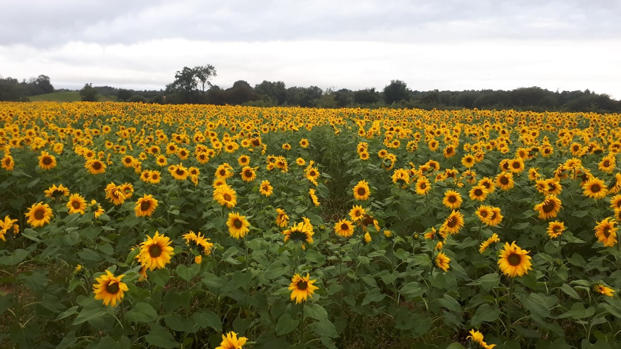 Northern Irish sunflower crop becomes surprise regional attraction