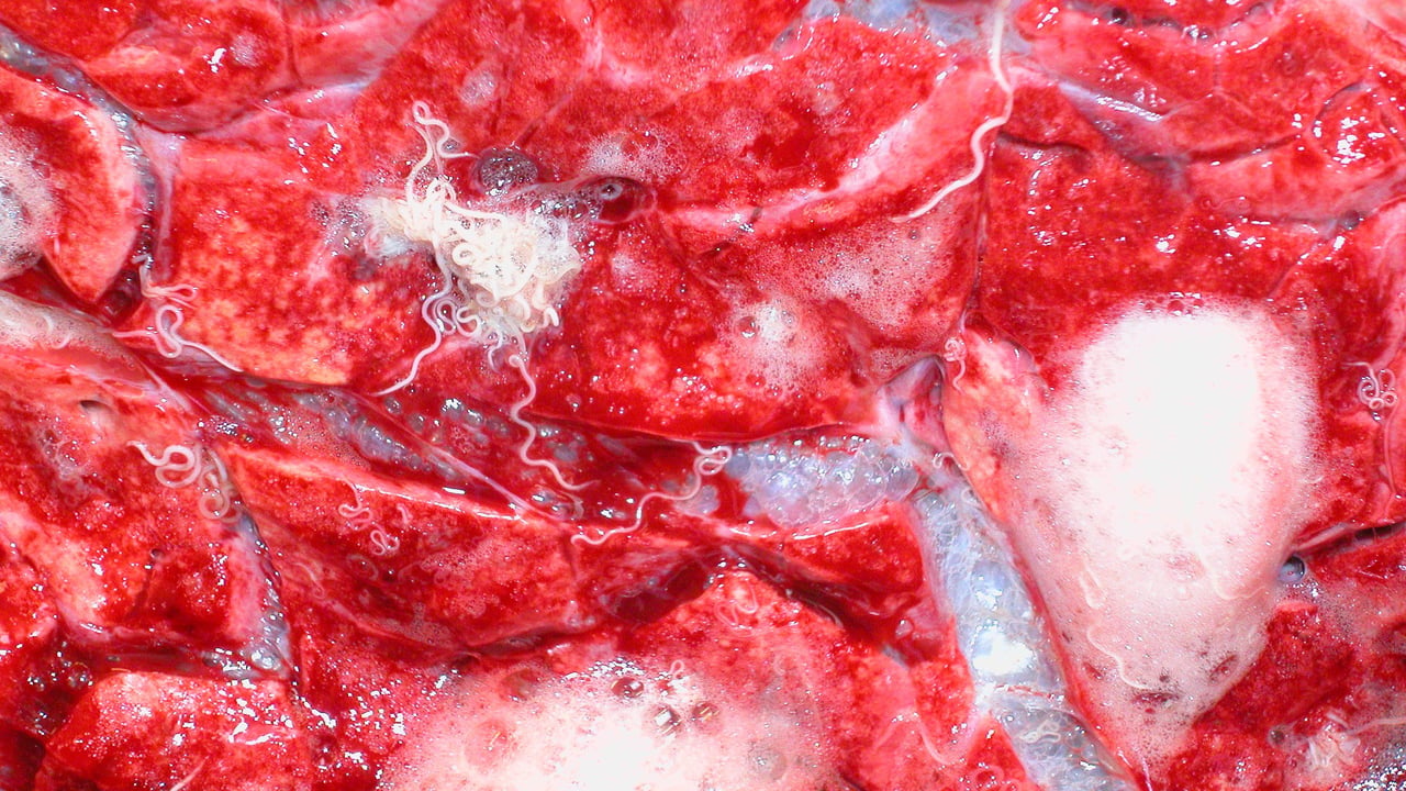 Warning as fatal cases of ‘hoose’ discovered in cattle