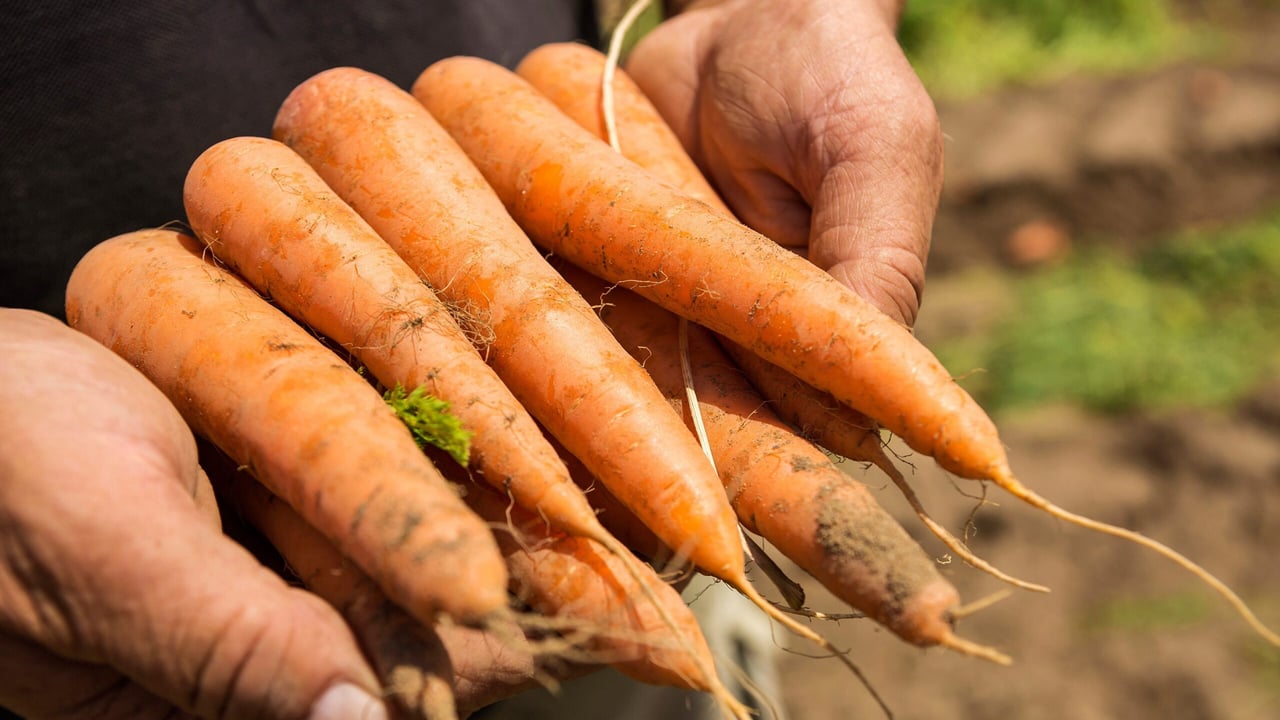 Radical new approach for the AHDB Agronomists’ Conference 2018