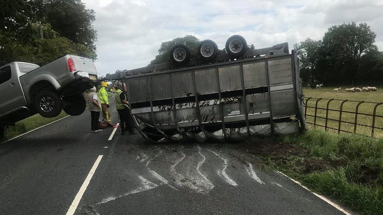 Lucky escape: Cows cut from overturned trailer