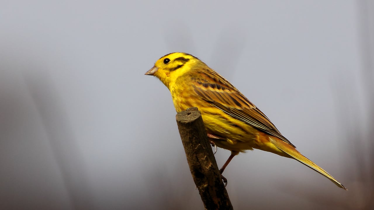 Farm ‘green schemes’ rejuvenate NI bird populations
