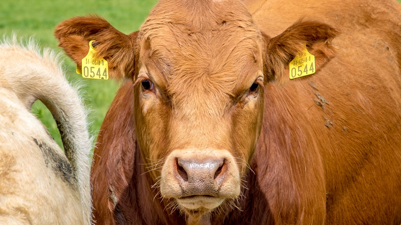 Bull fertility tops agenda at Borders Monitor Farm meeting