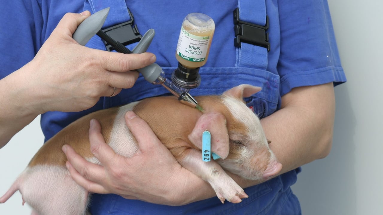 UK pig industry antibiotic use plateaus as dysentery challenges herd health