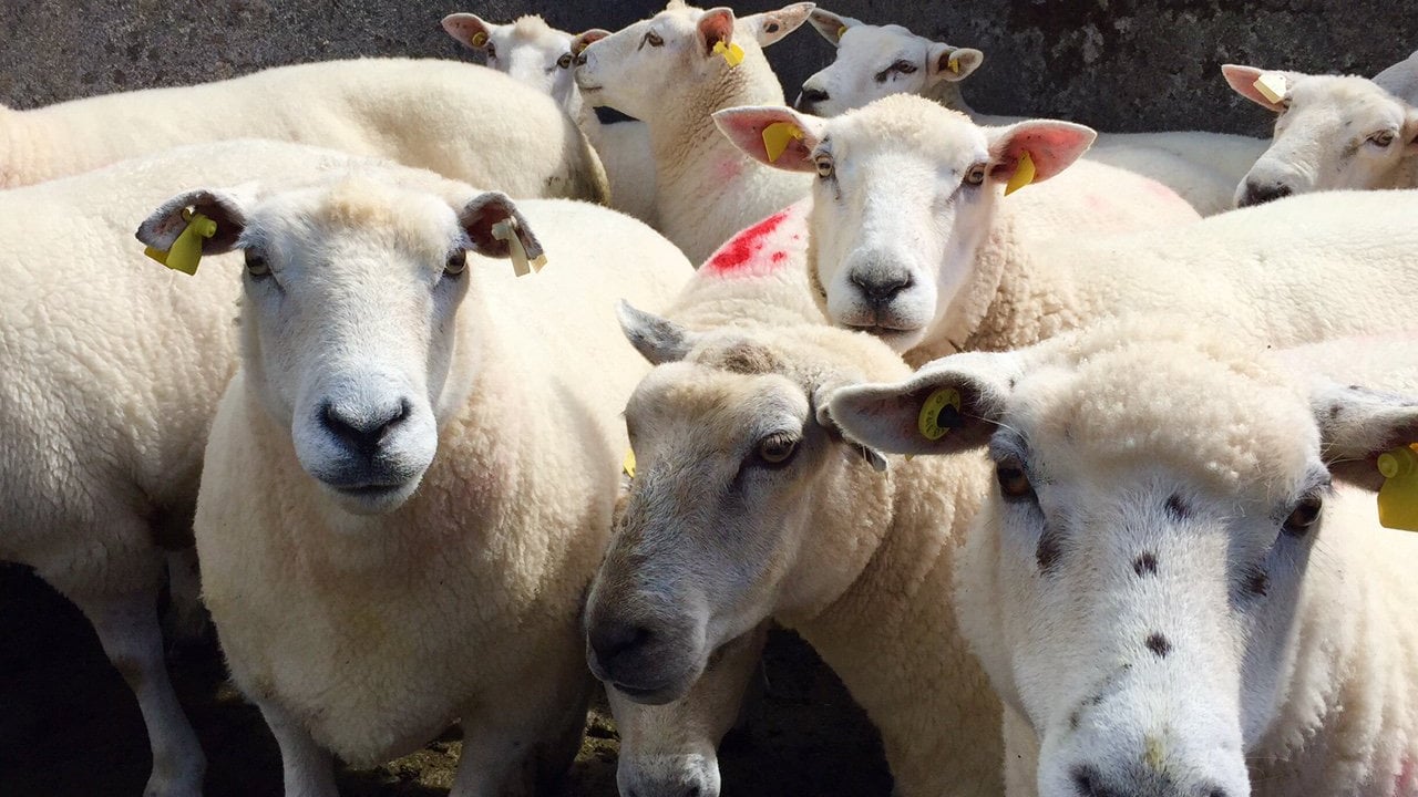 ‘Lamb prices remain firm in comparison to 2019’ – QMS