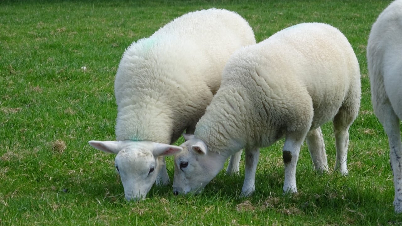 SCOPS urges farmers to take care when treating sheep parasites
