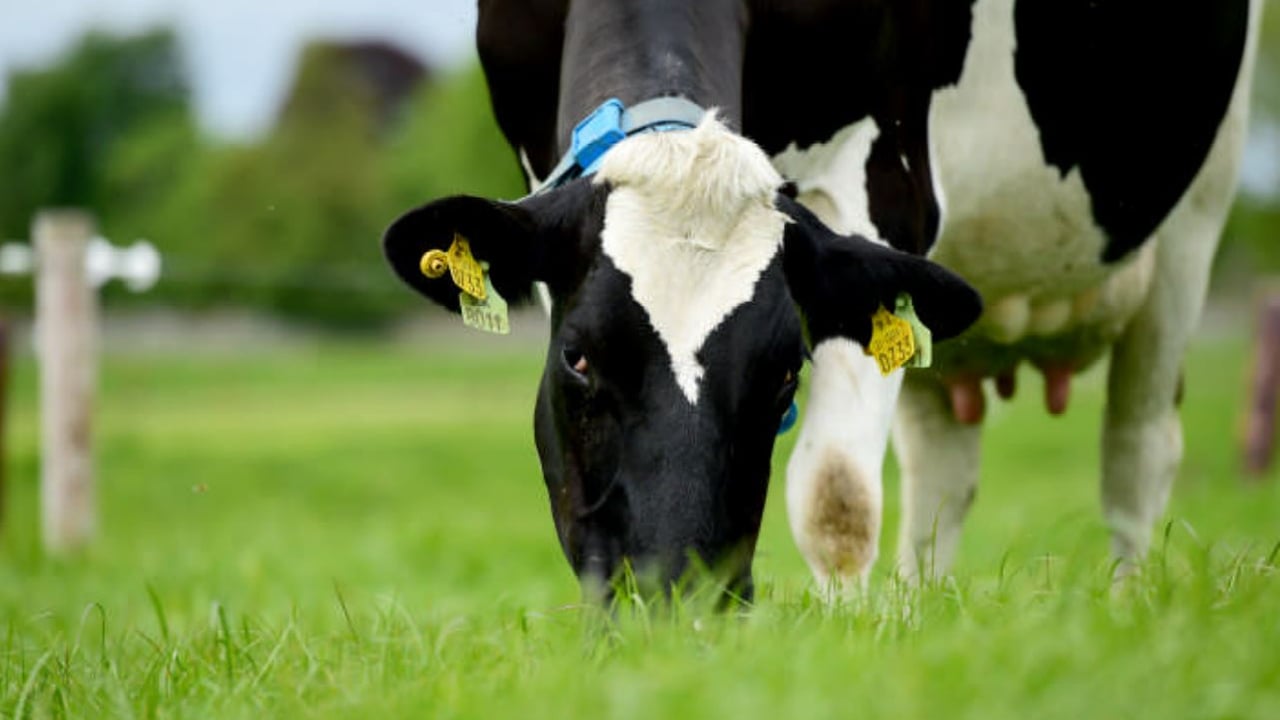 AHDB to expand its ‘strategic dairy farm network’