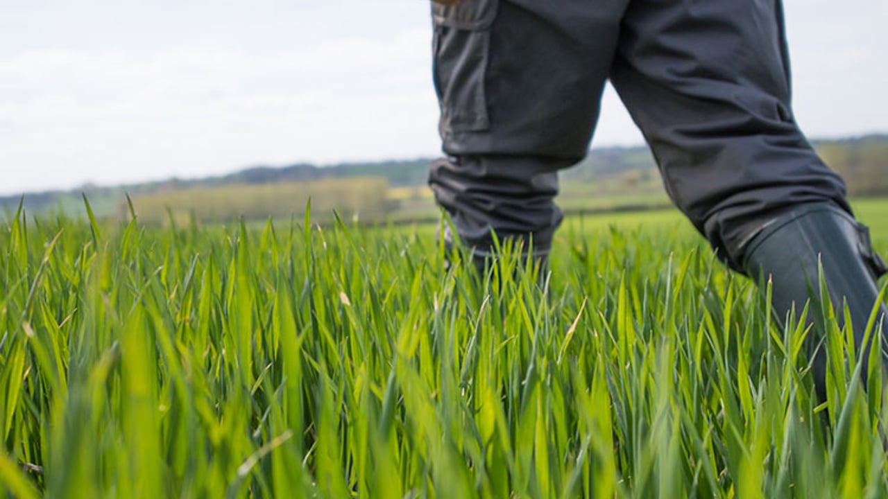 Green investment in farmland on the rise