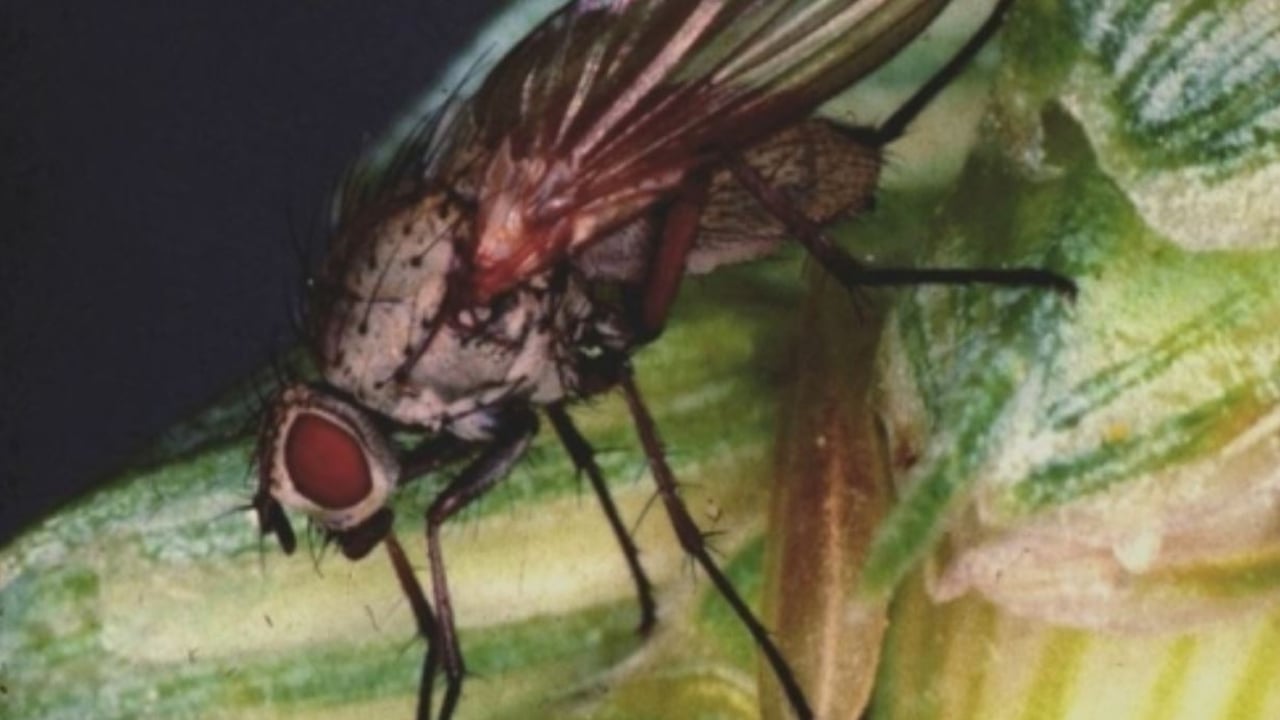 Early egg count results indicate a relatively low wheat bulb fly risk