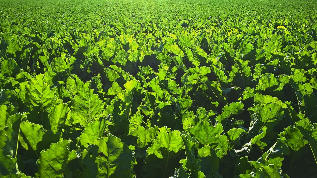 Temporary emergency pesticide authorisation approved to protect sugar beet