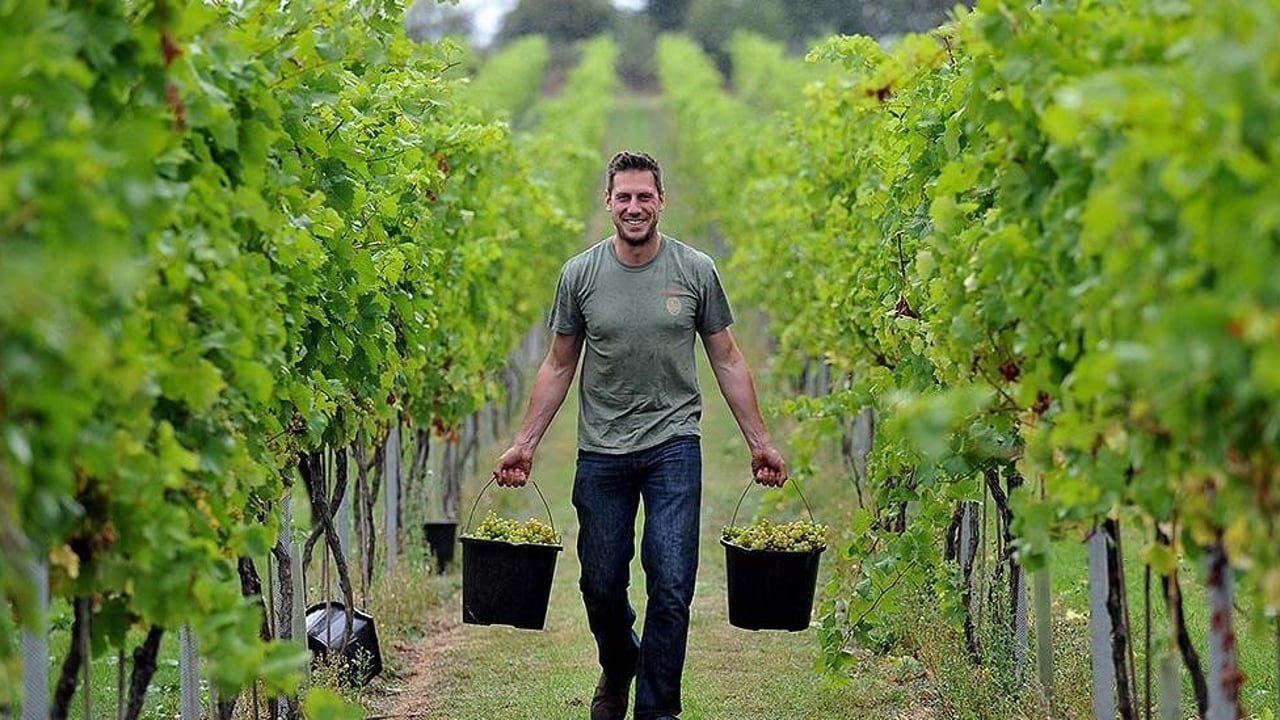 Agricultural university students launch their own rose wine